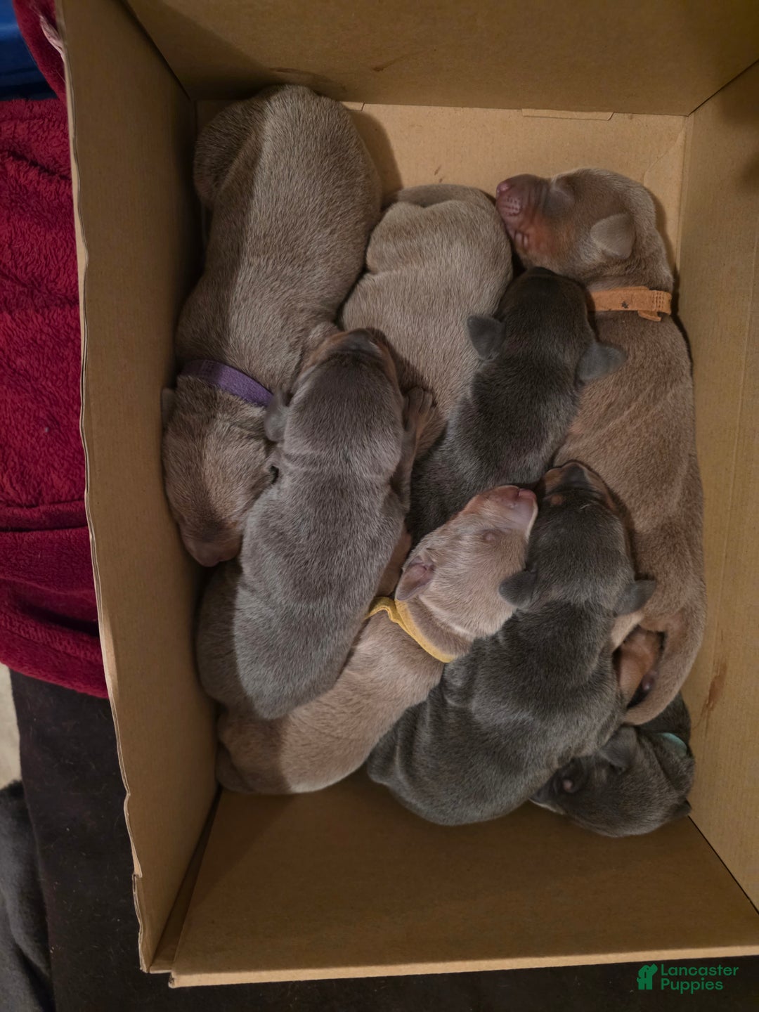 Doberman Pinscher dogs for sale: Doberman Pinscher Puppy 7 - Ad 4