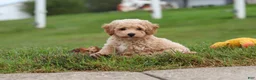 Bichpoo dogs for sale: Mia - Ad 9