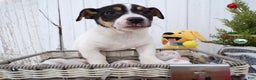 Jack Russell Terrier dogs for sale: Jack Russell Terrier Puppy 3 Rocky - Ad 2