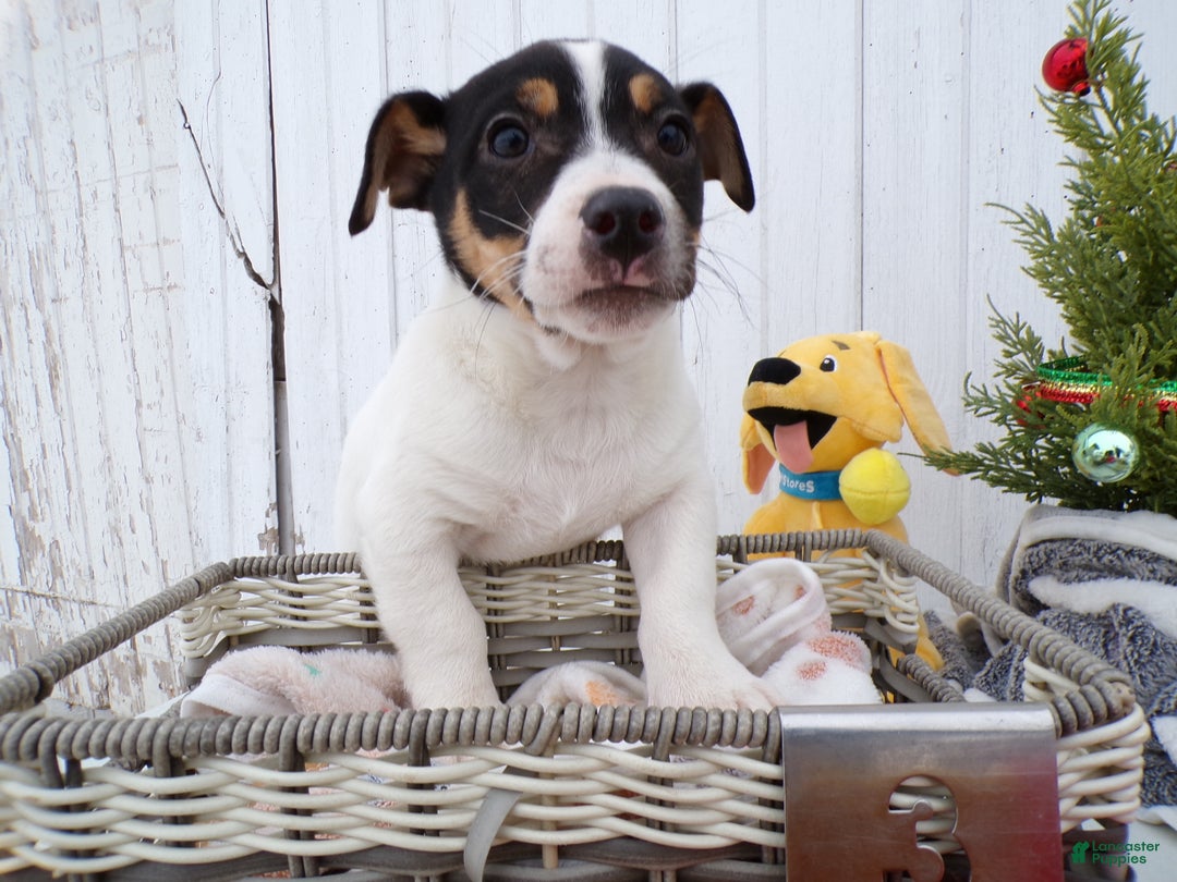 Jack Russell Terrier dogs for sale: Jack Russell Terrier Puppy 3 Rocky - Ad 2