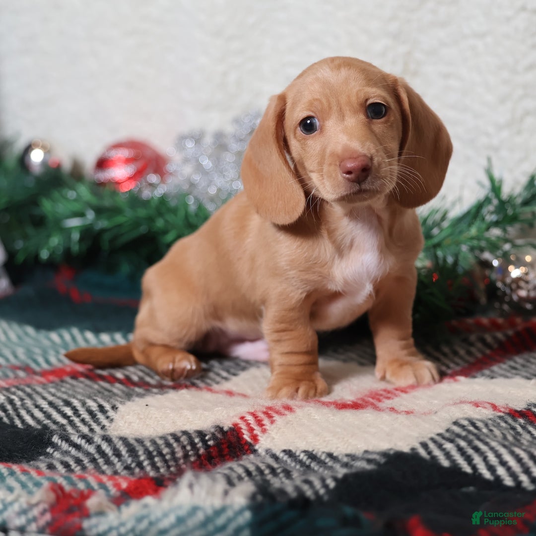 Dachshund dogs for sale: Sabre - Ad 4