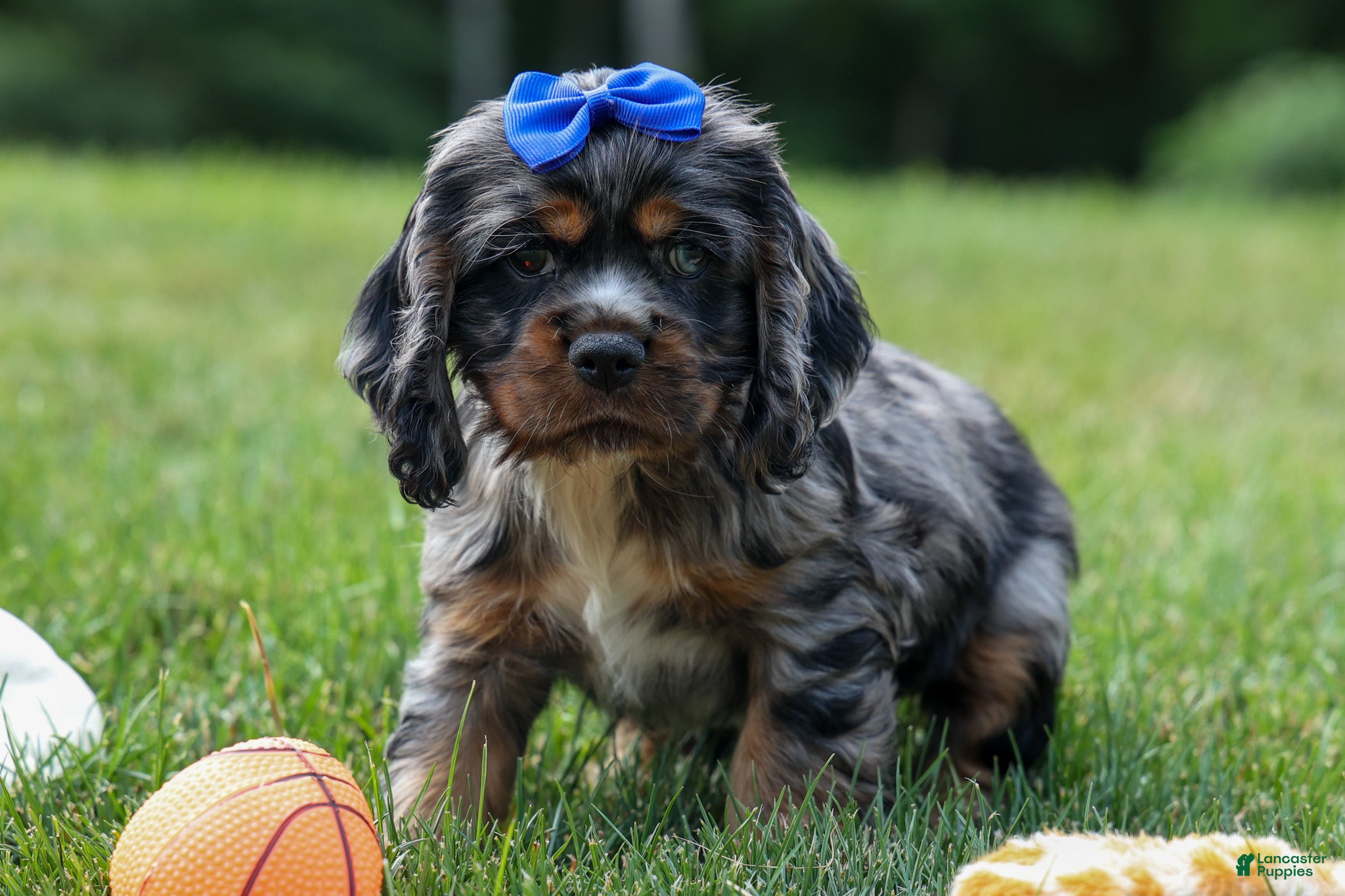 Cocker Spaniel dogs Dakota 🐶💙 - Ad 2