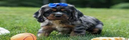 Cocker Spaniel dogs for sale: Dakota 🐶💙 - Ad 2
