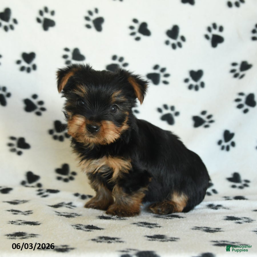 Yorkshire Terrier dogs for sale: Willow - Ad 5