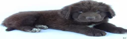 Newfoundland dogs for sale: Deisel - Ad 4