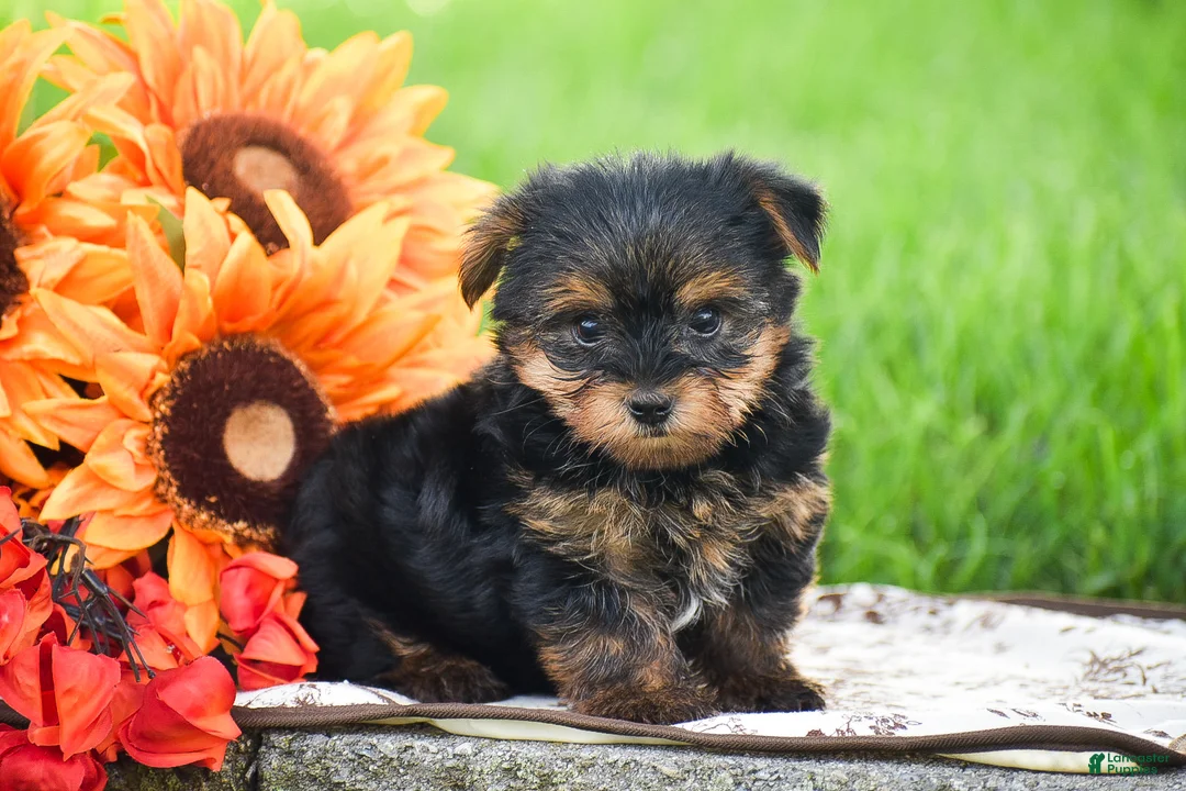 Yorkshire Terrier dogs for sale: Sparkie - Ad 1
