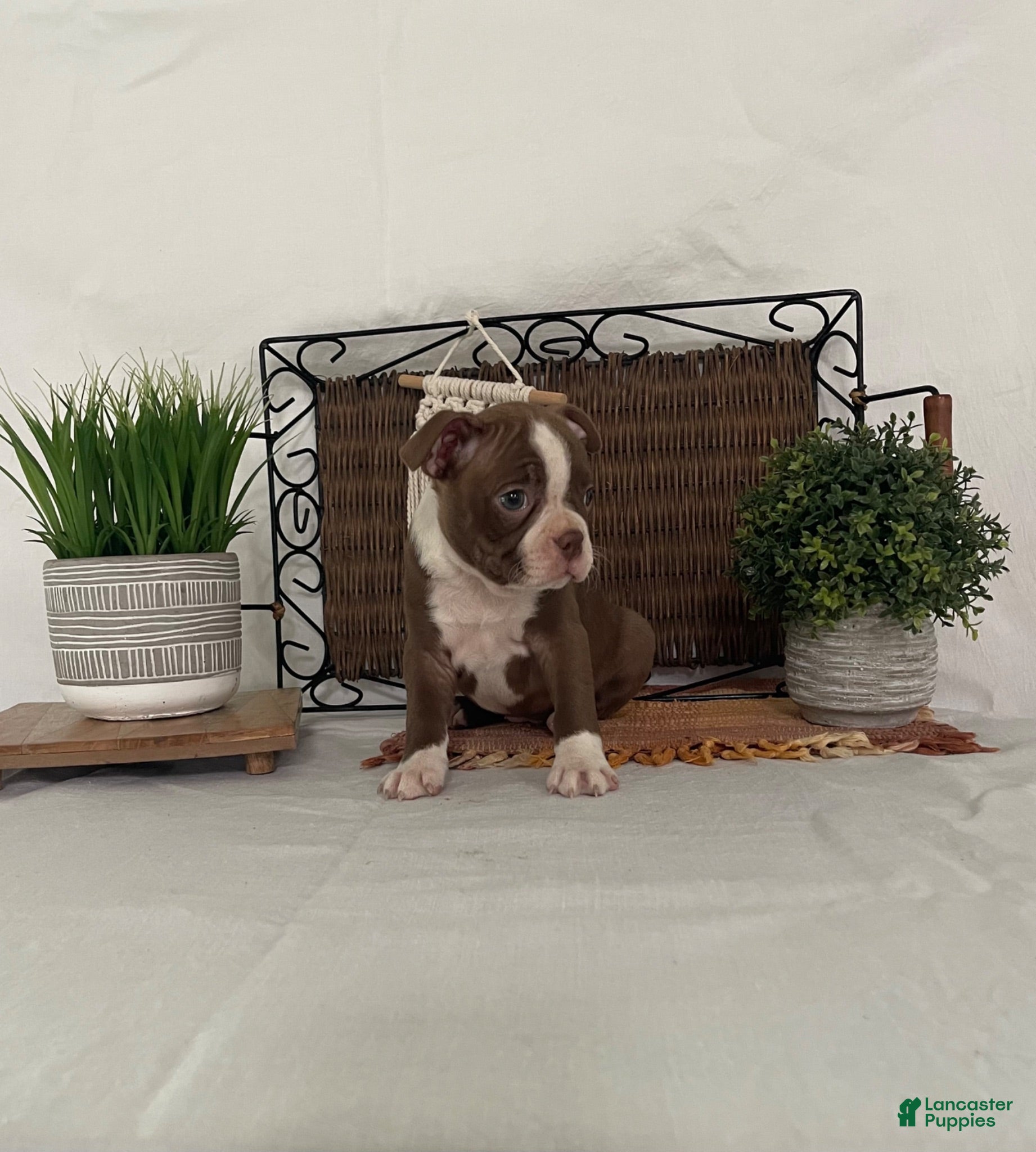 Boston Terrier dogs Donna - Ad 1