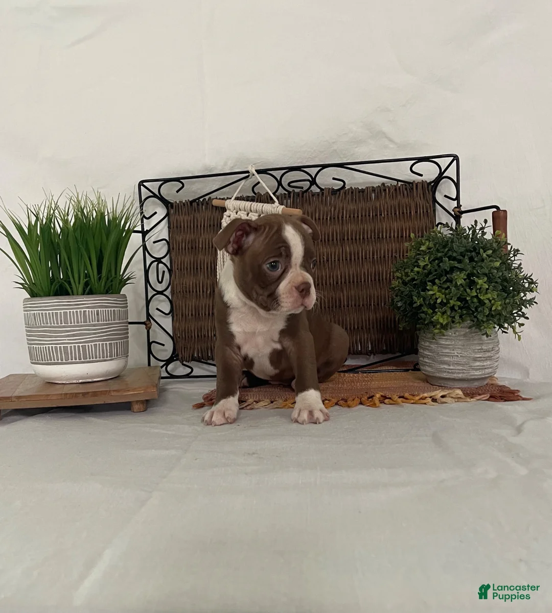 Boston Terrier dogs for sale: Donna - Ad 1