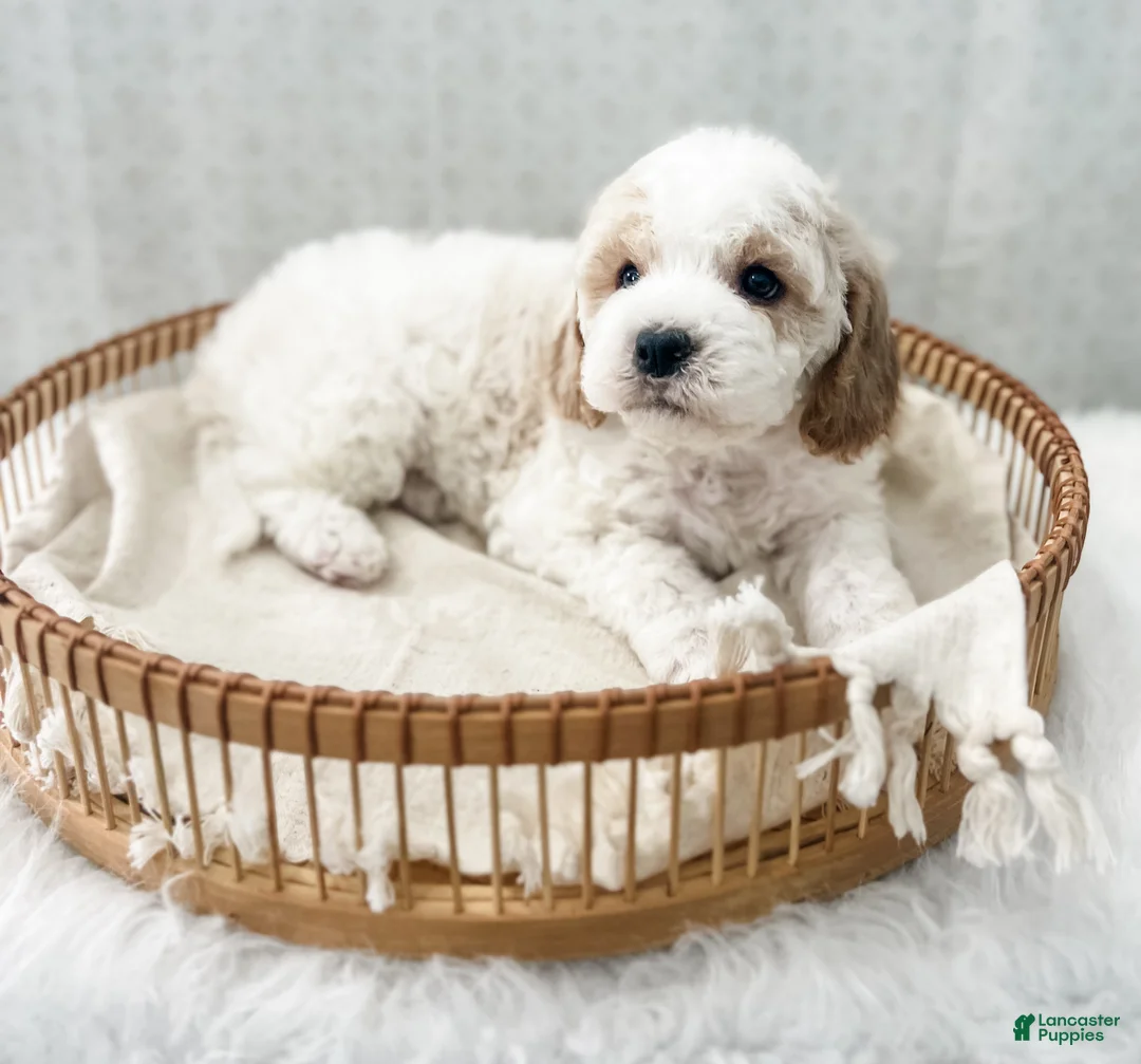 Cavapoo dogs for sale: Rye - Ad 2