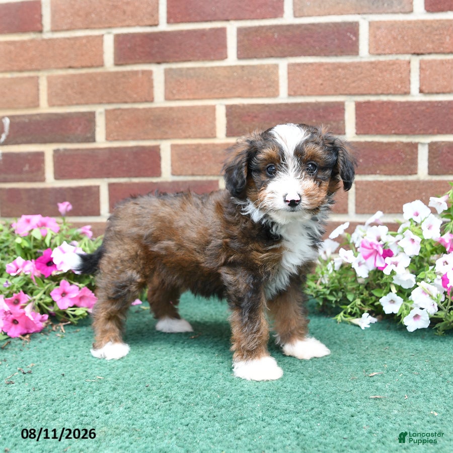 Sheltiedoodle dogs Willow - Ad 1