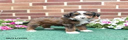 Sheltiedoodle dogs for sale: Willow - Ad 1
