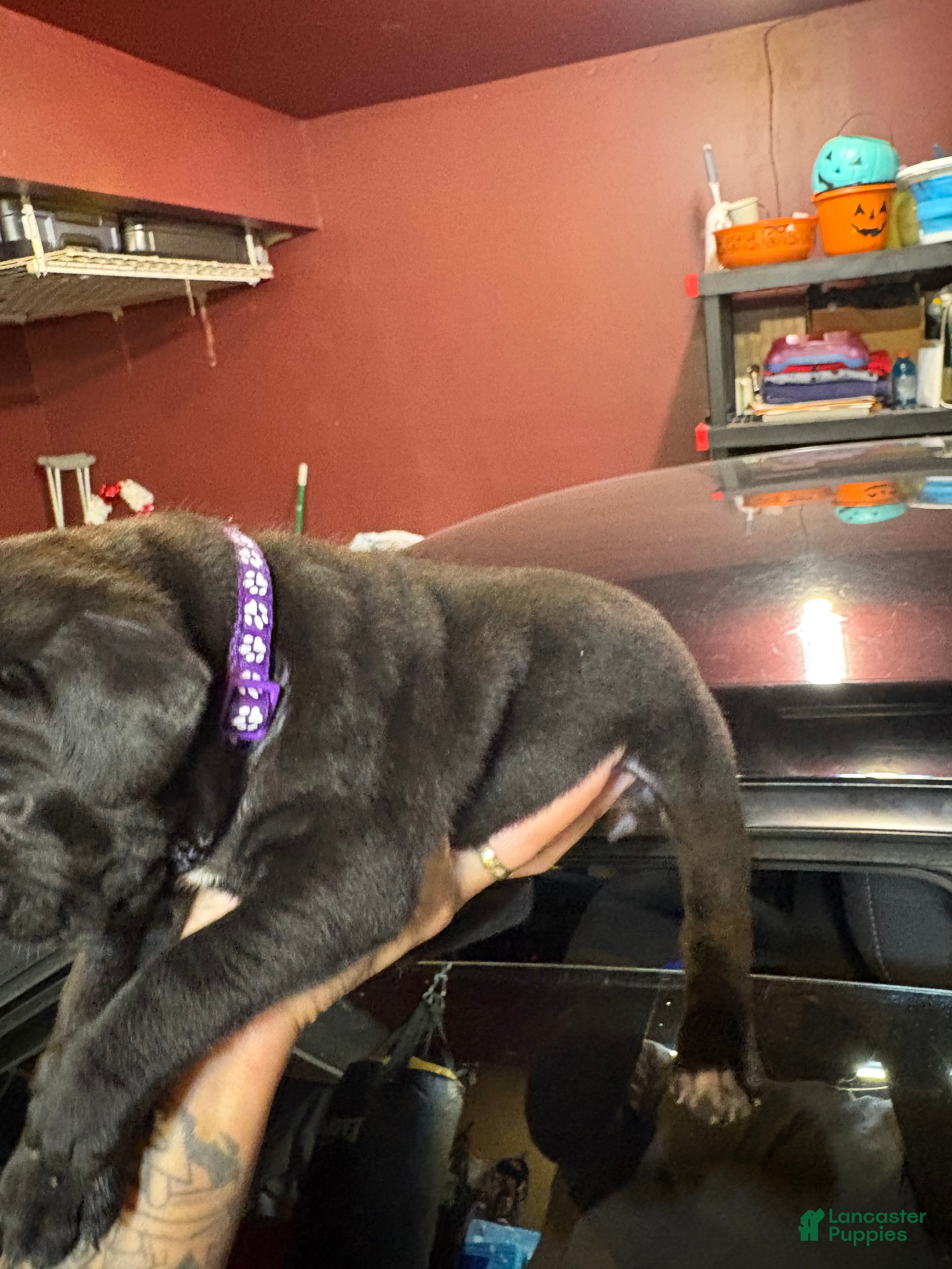 Cane Corso dogs Cane Corso Puppy 7 - Ad 13