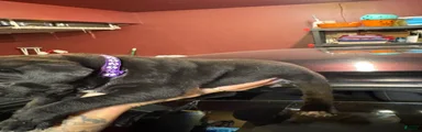 Cane Corso Puppy 7