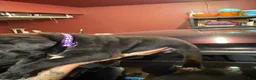 Cane Corso dogs for sale: Cane Corso Puppy 7 - Ad 1