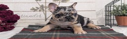 French Bulldog dogs for sale: Shiloh - Ad 7