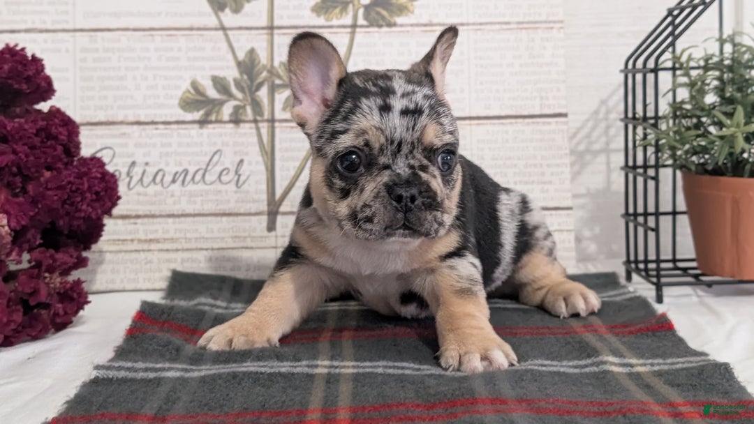 French Bulldog dogs for sale: Shiloh - Ad 7