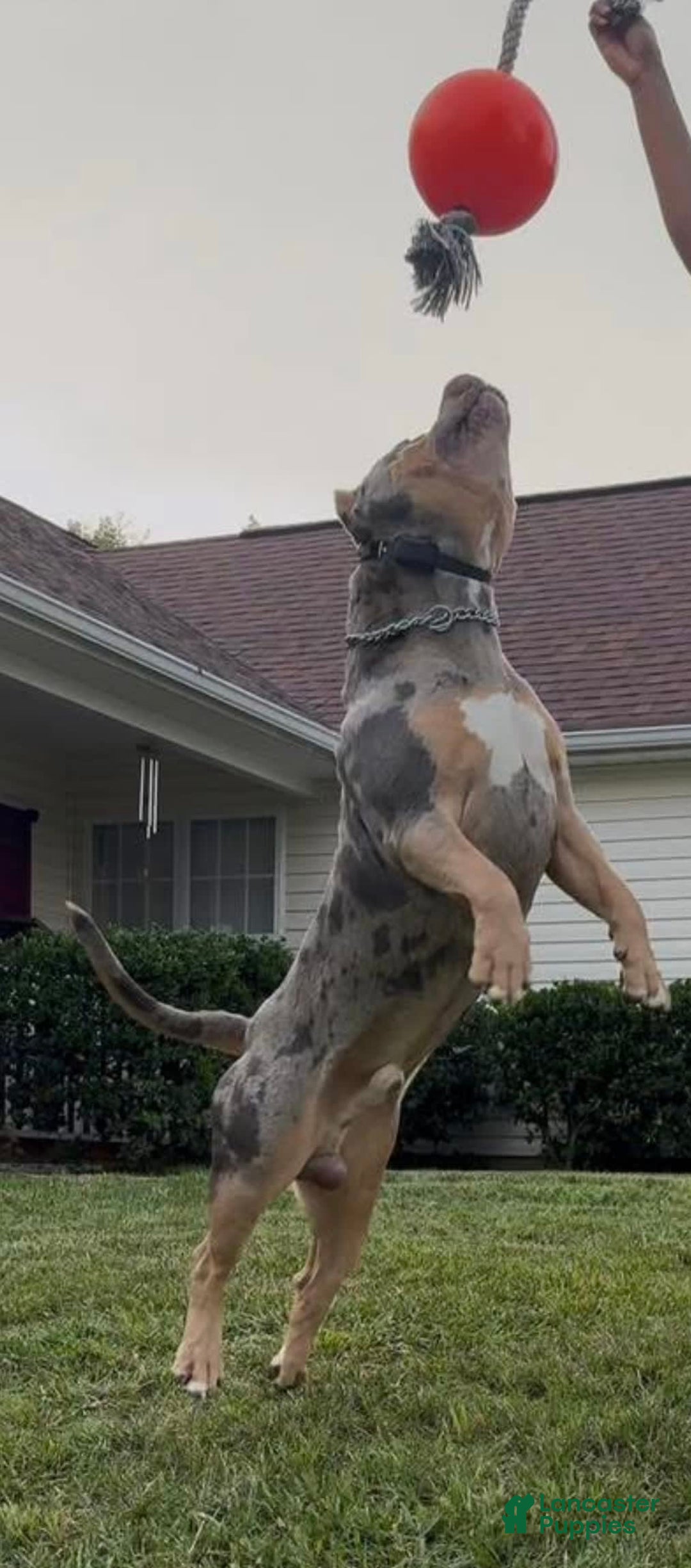 American Bully dogs for stud: Bru - Ad 5