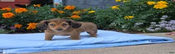 Miniature Dachshund dogs for sale: Liberty  - Ad 3
