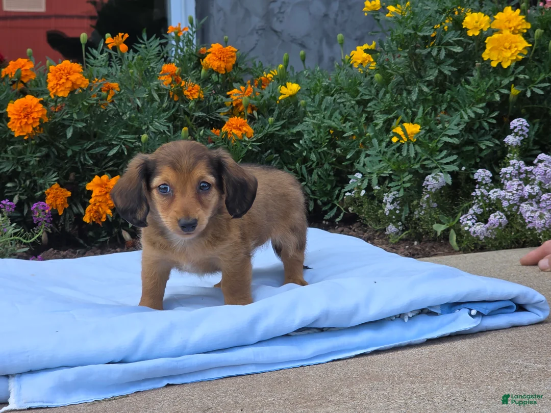 Miniature Dachshund dogs for sale: Liberty  - Ad 3