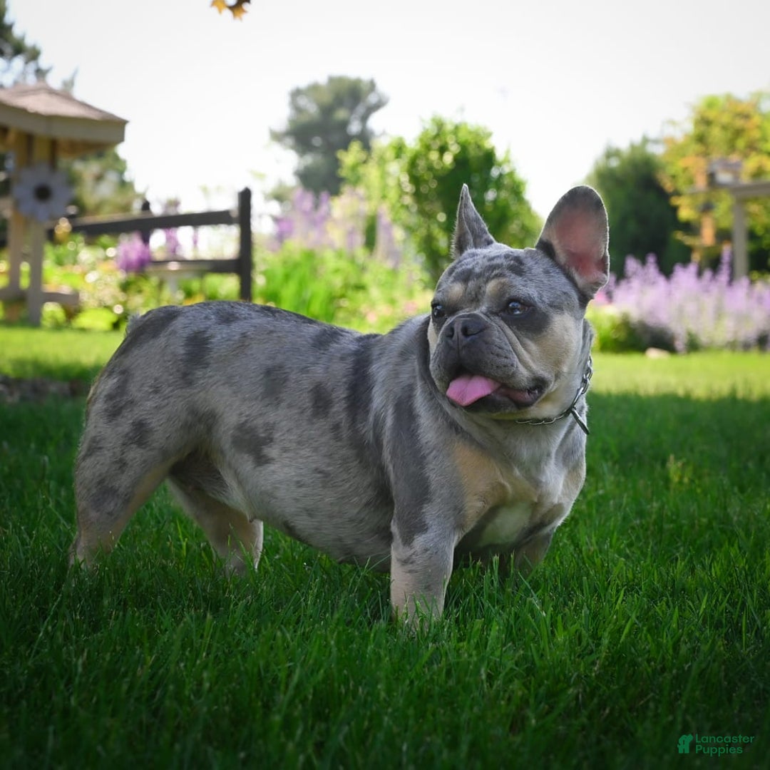 Gallery Image {{count}}