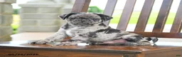 Pug dogs for sale: Frankie - Ad 3