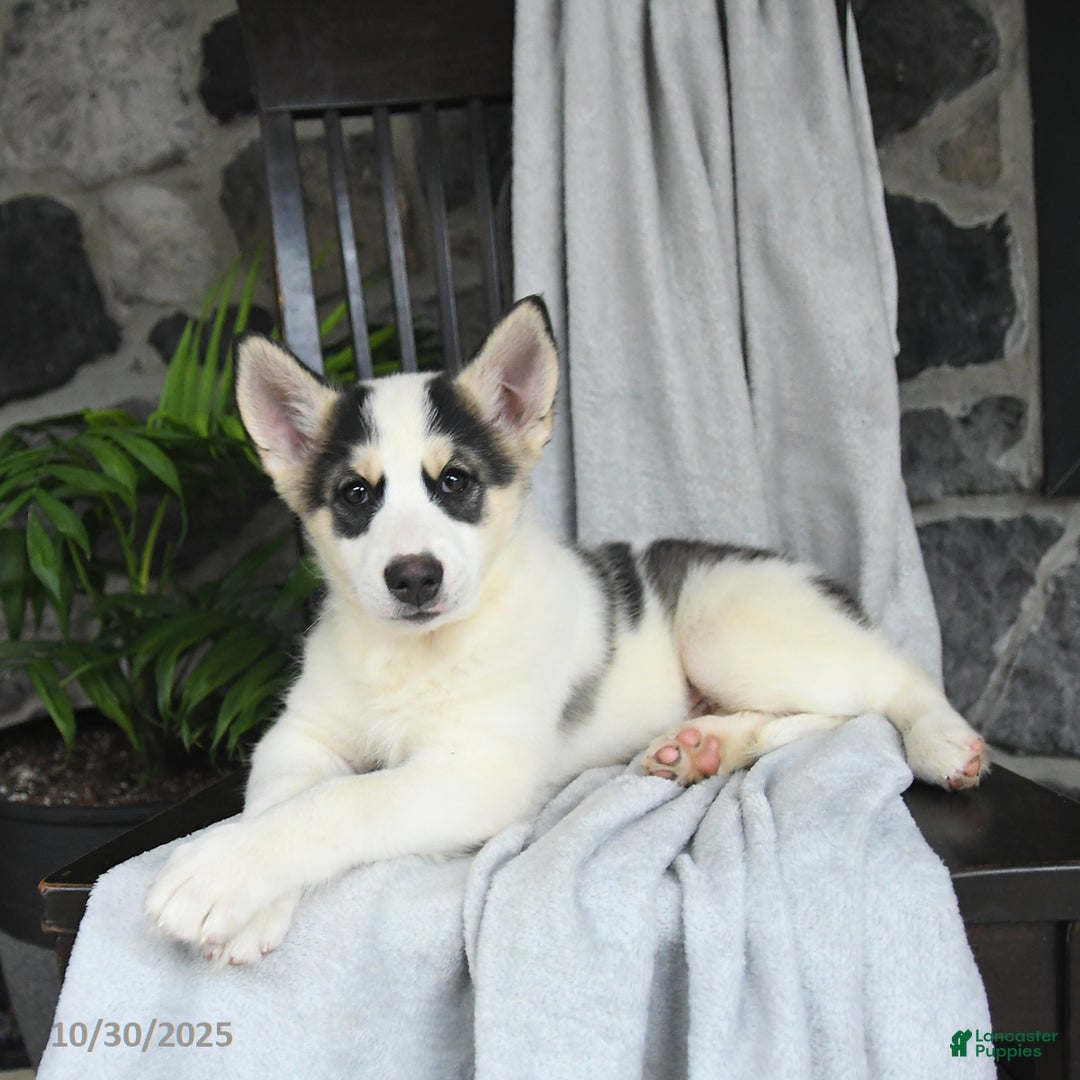 Pomsky dogs for sale: Tucker - Ad 3
