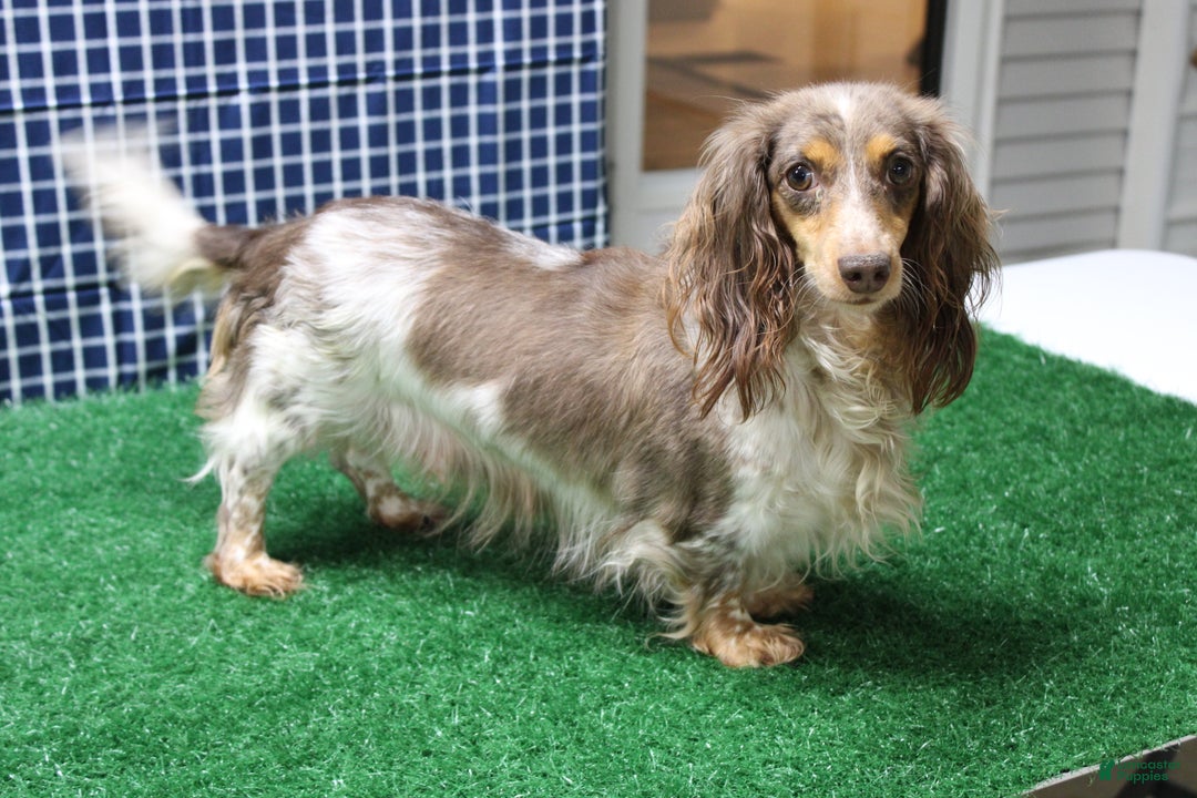 Miniature Dachshund dogs for sale: Shepard - Ad 7