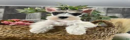 Miniature Schnauzer dogs for sale: Melody  - Ad 2