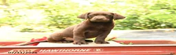 Labrador Retriever dogs for sale: Breeze - Ad 2