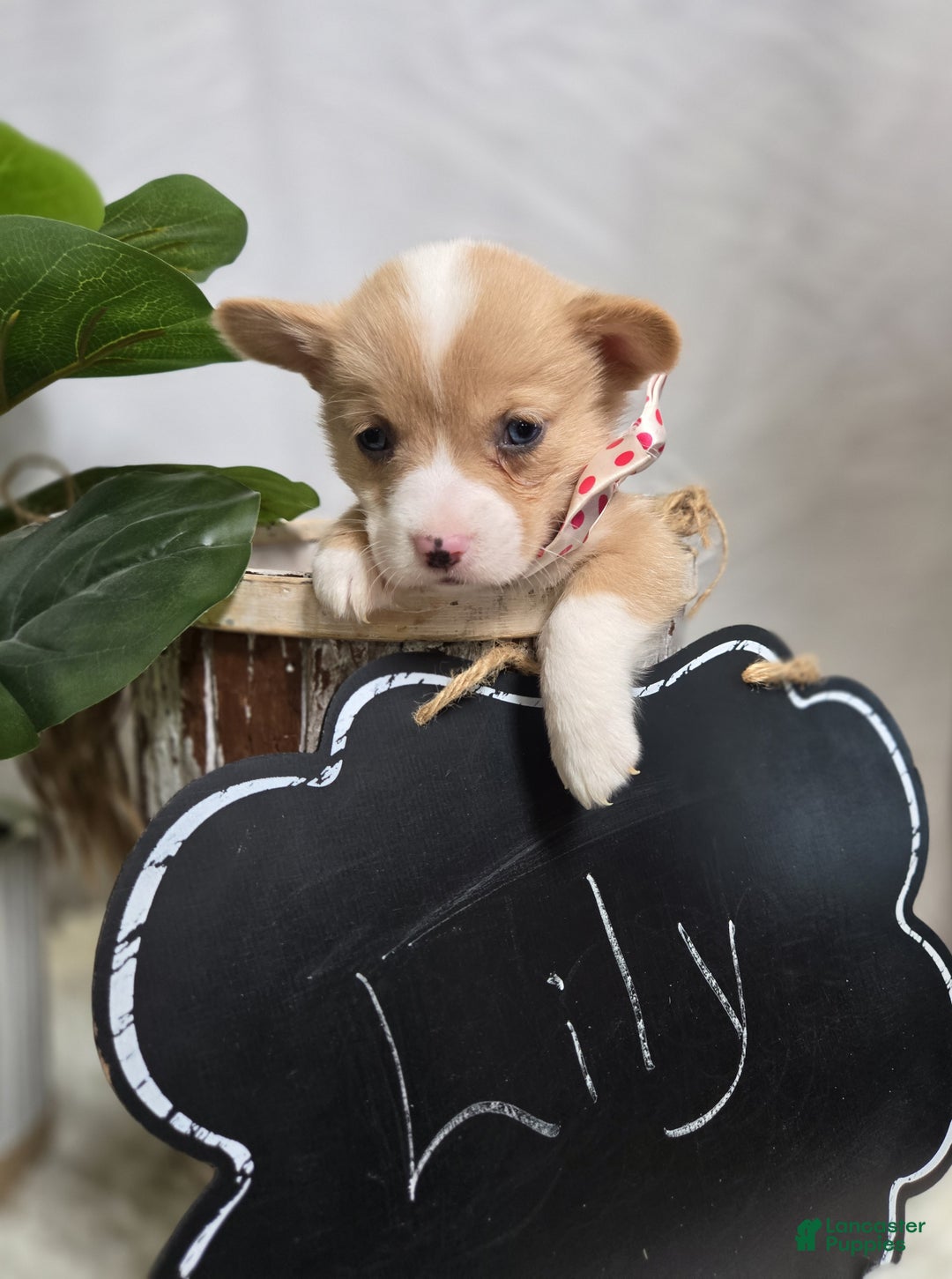 Welsh Corgi Pembroke dogs for sale: Lily - Ad 8