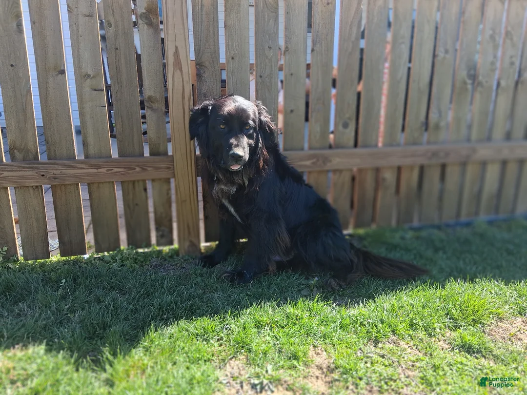 Mixed Breed dogs for sale: Rubble - Ad 4