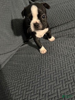 Boston Terrier dogs Snowy - Ad 25