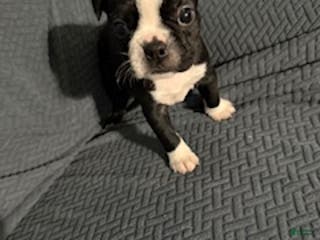 Boston Terrier dogs Snowy - Ad 25