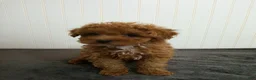 Toy Poodle dogs for sale: Toby - Ad 10