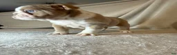 English Bulldog dogs for sale: Cupcake - Ad 3
