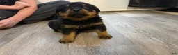 Rottweiler dogs for sale: Rottweiler Puppy 6 - Ad 4