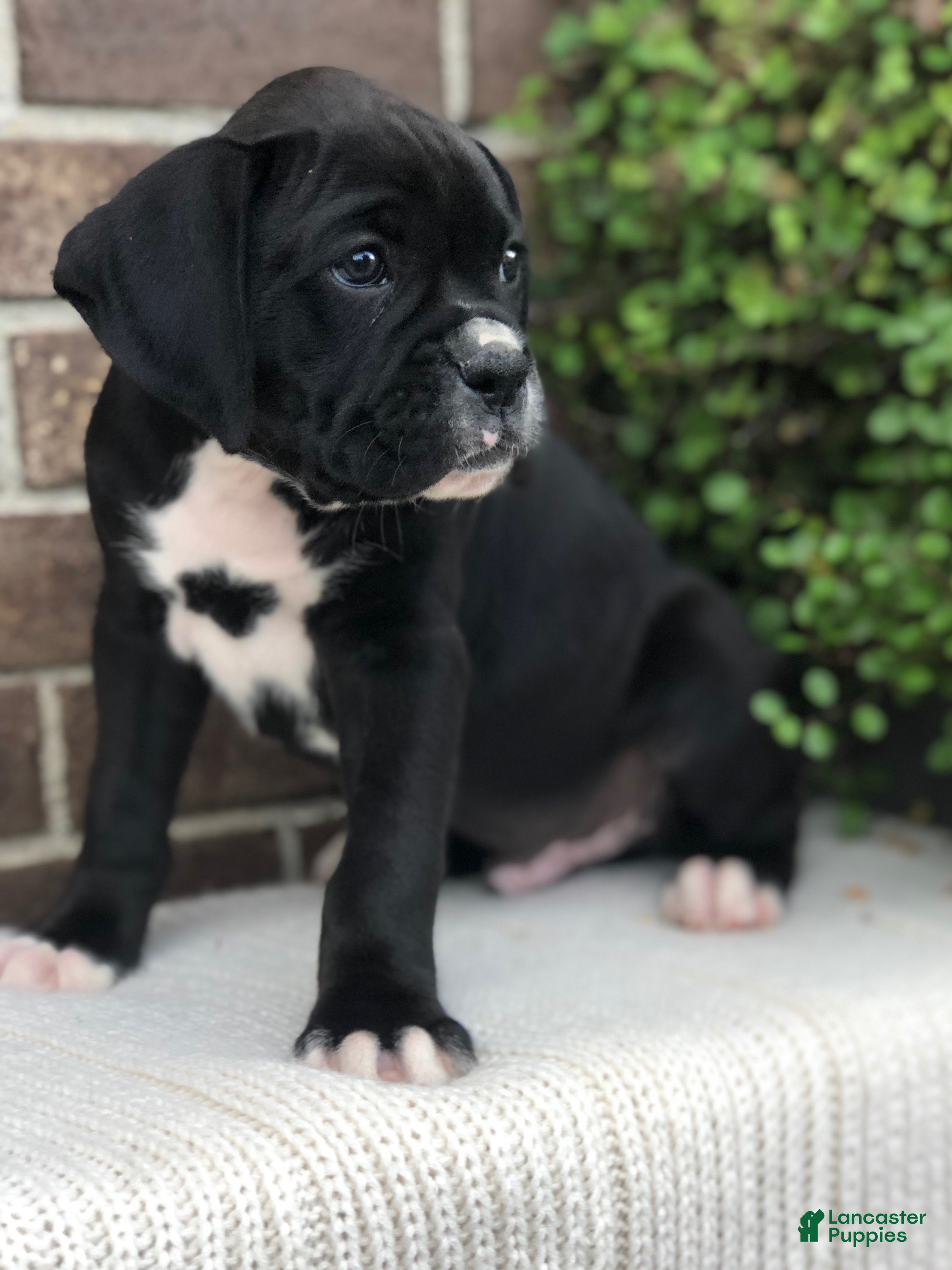 Boxer dogs Bobby - Ad 2