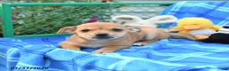 Mixed Breed dogs for sale: Teddy - Ad 5