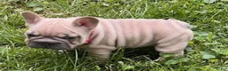 French Bulldog dogs for sale: Aster - Ad 3