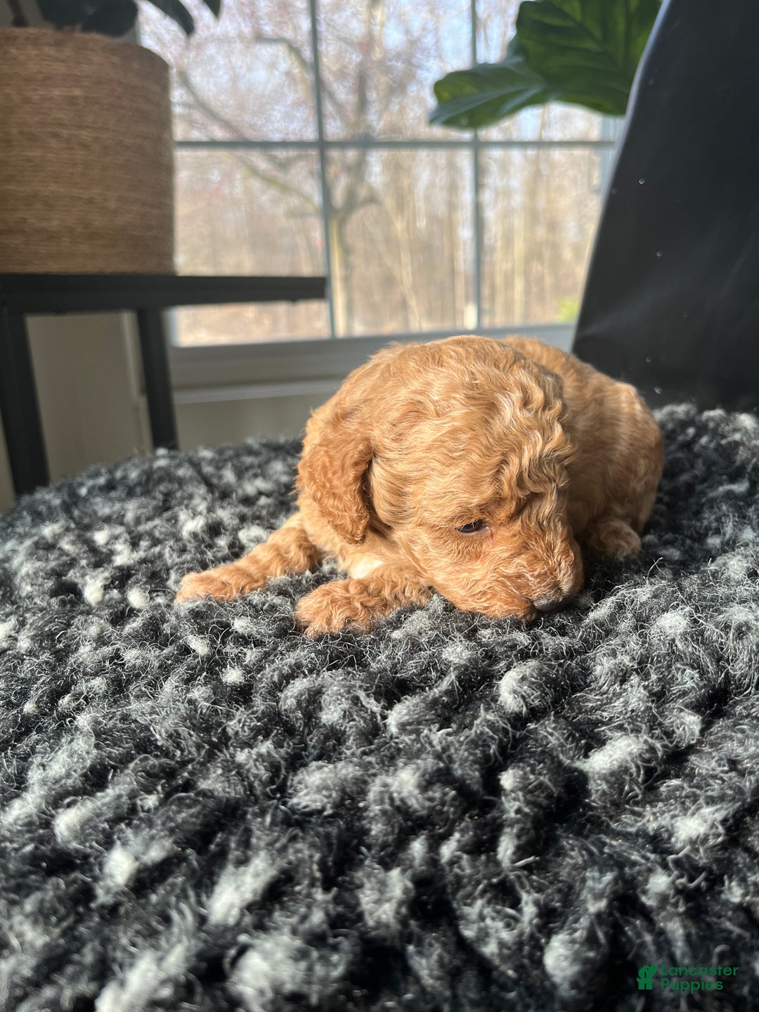 Mini Goldendoodle dogs for sale: Indy-micro - Ad 7