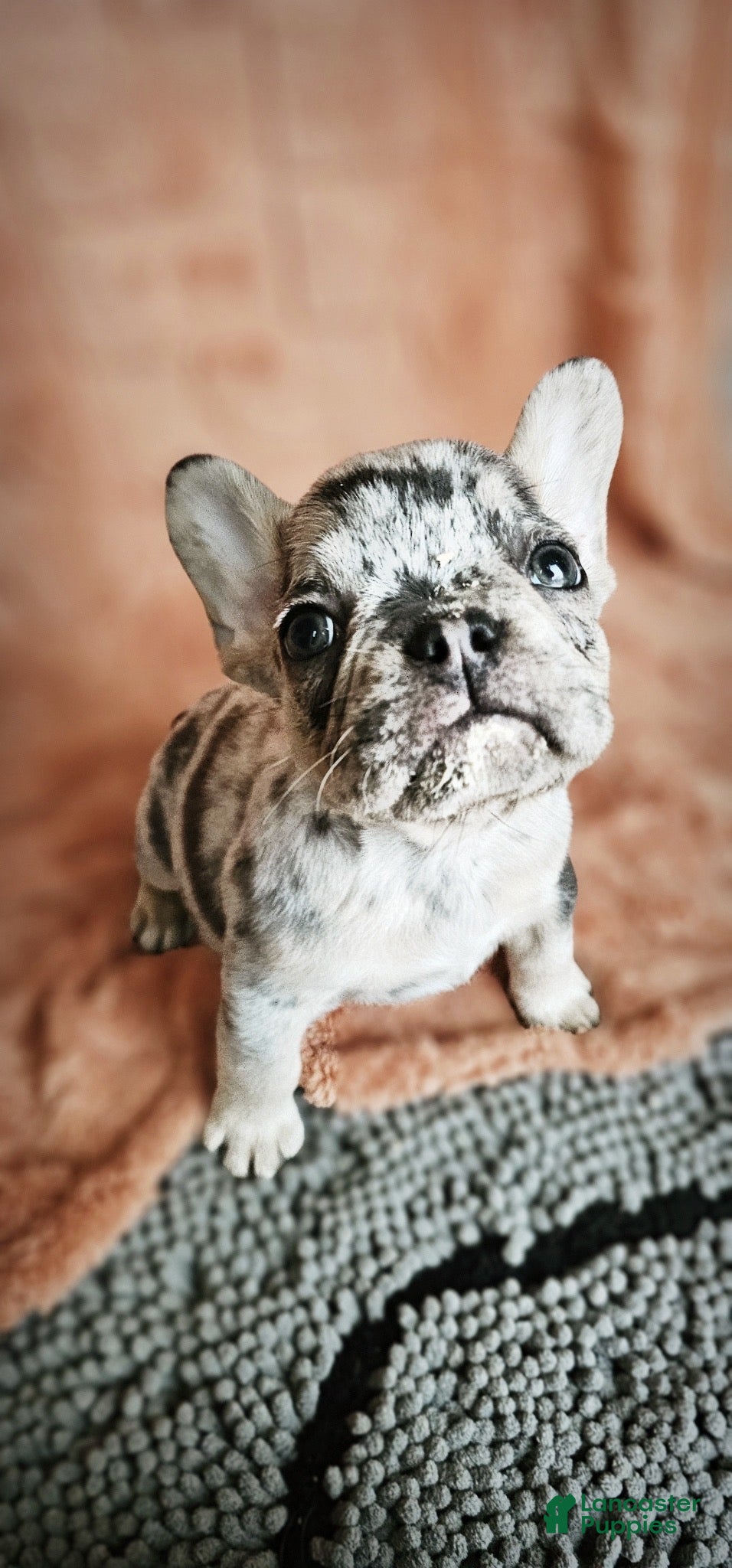 French Bulldog dogs French Bulldog Puppy 1 - Ad 26