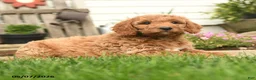 Goldendoodle dogs for sale: Rochelle - Ad 3