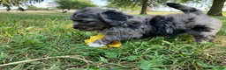 Shihpoo dogs for sale: Max - Ad 9
