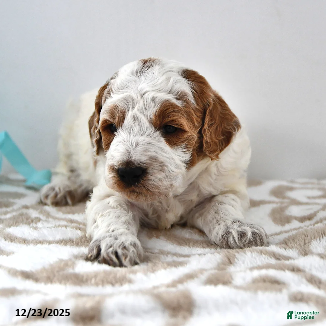 Mini Goldendoodle dogs for sale: Captain - Ad 12