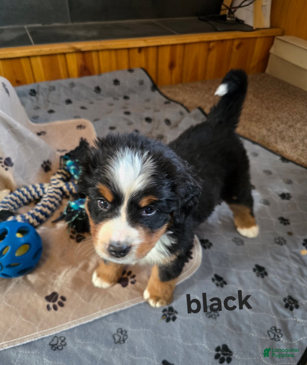 Bernese Mountain Dog dogs for sale: Black - Ad 2