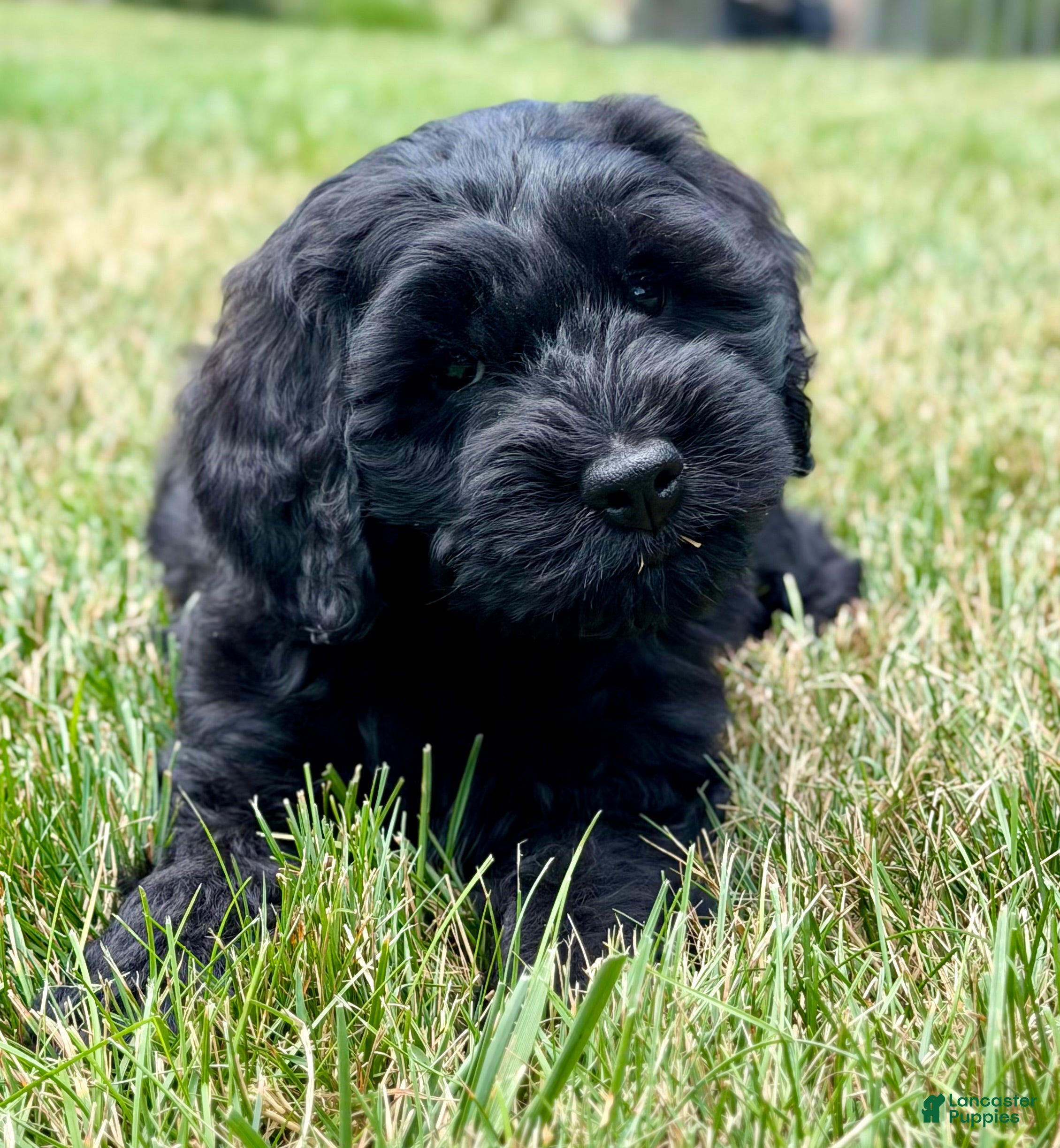 Goldendoodle dogs Thumper  - Ad 1