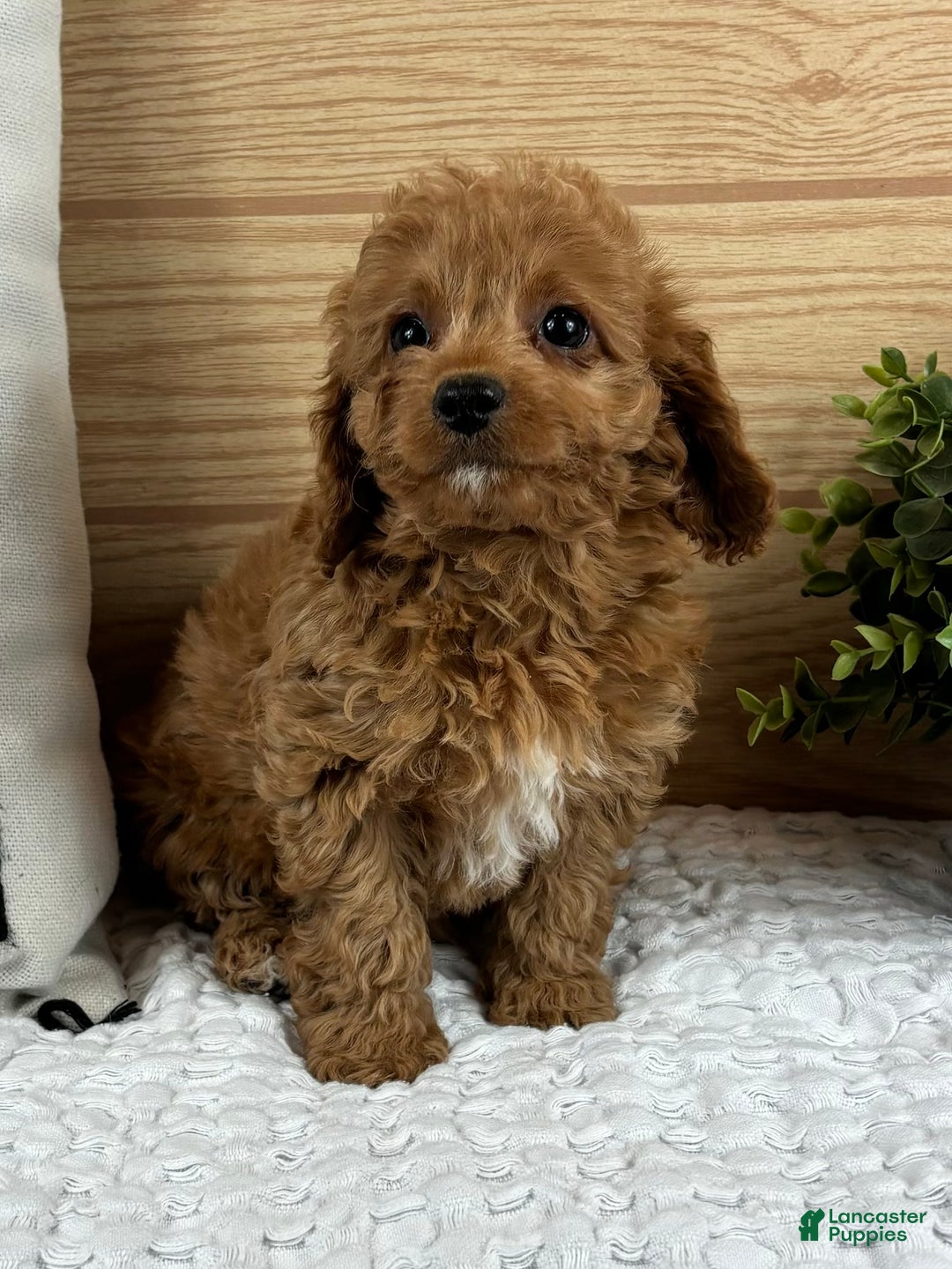 Cavapoo dogs for sale: Charlotte - Ad 3
