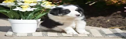 Border Collie dogs for sale: Deanna - Ad 5