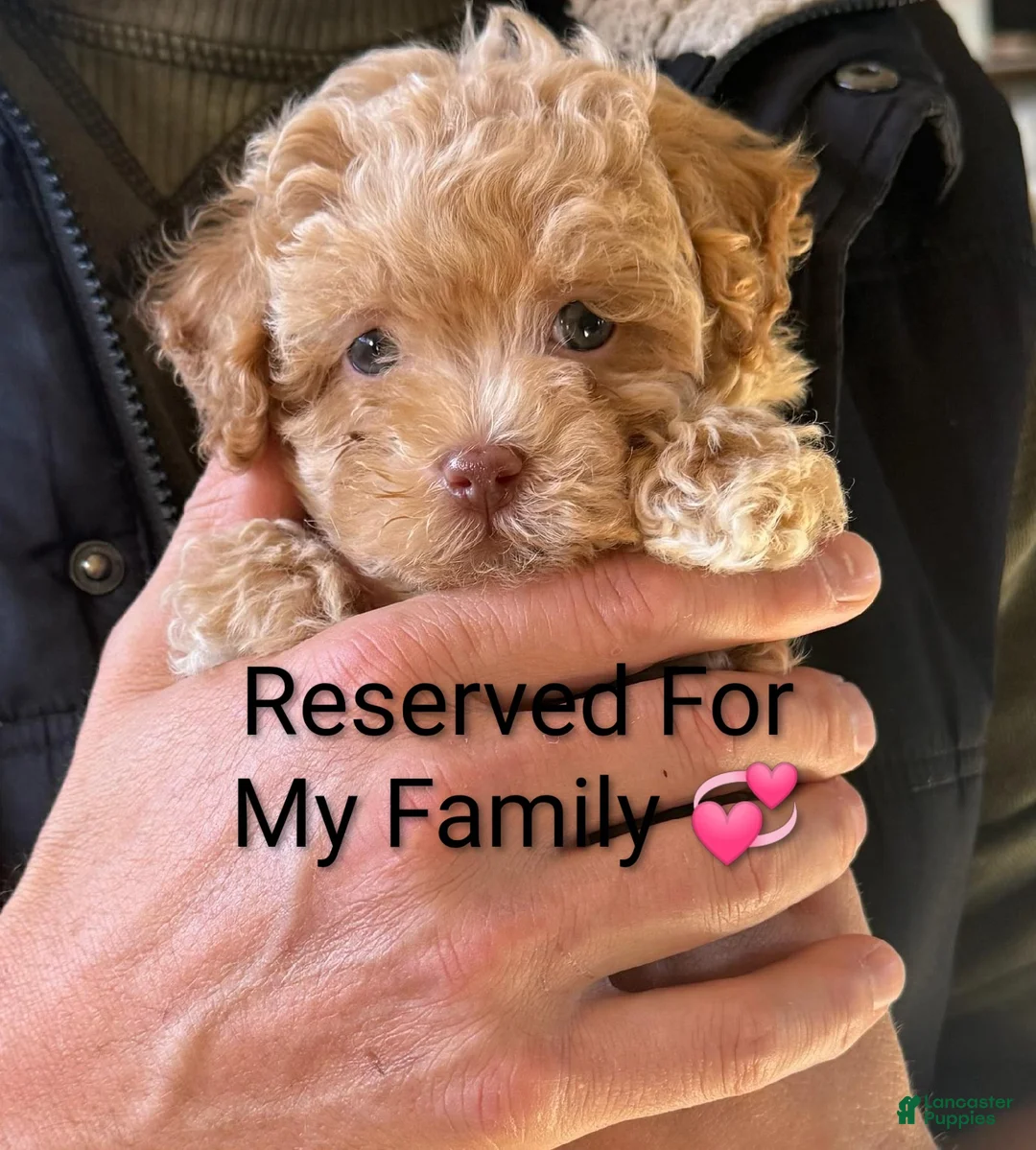 Havapoo dogs for sale: Zandra 🌷Toy Size - Ad 1