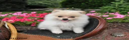 Pomeranian dogs for sale: Rolo - Ad 5
